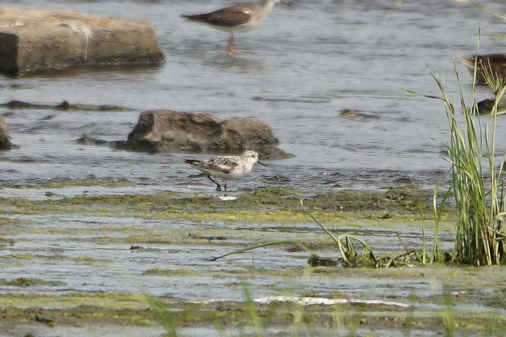 Bécasseau sanderling - ML111499081