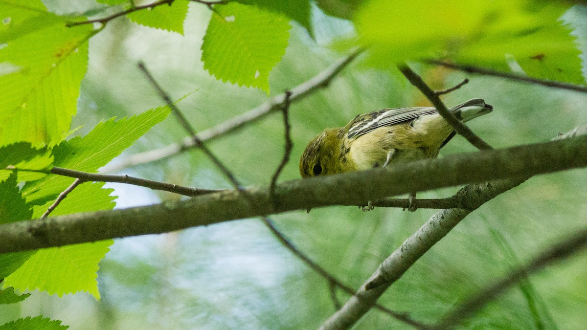 Bay-breasted Warbler - ML111499681