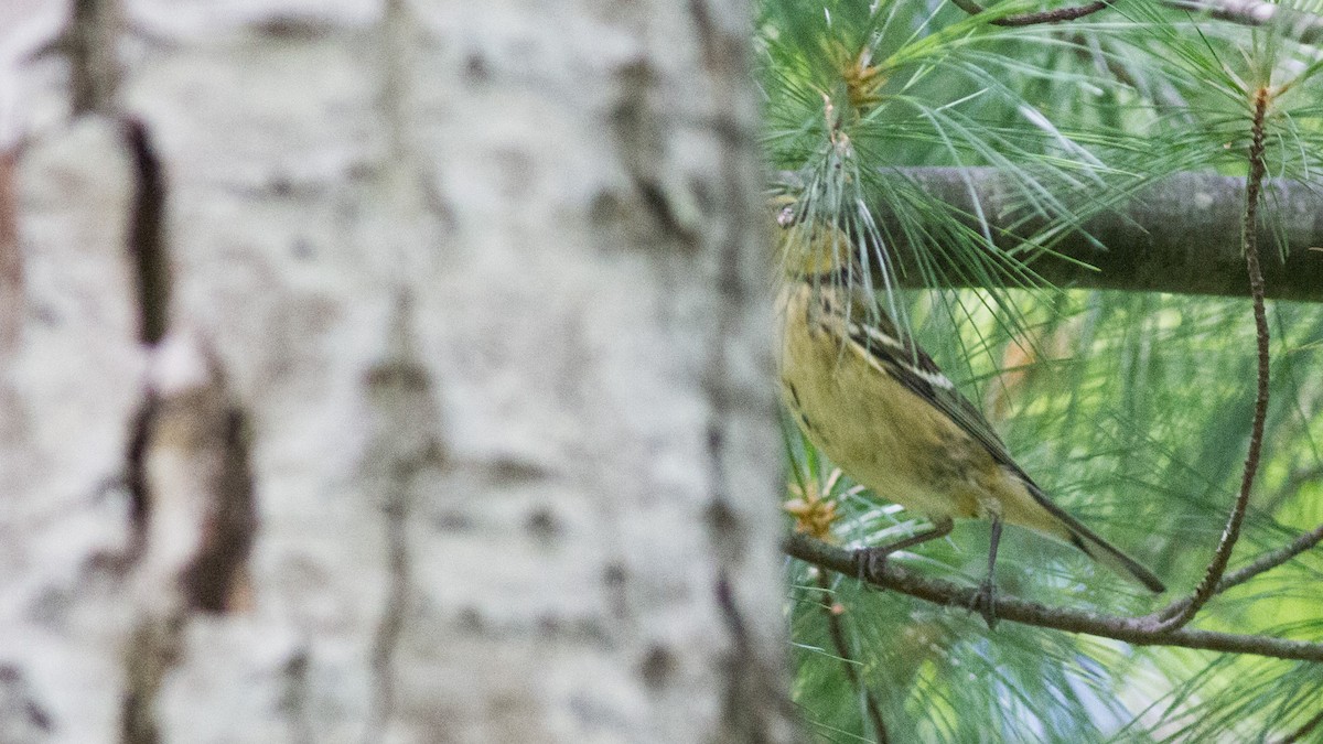 Bay-breasted Warbler - ML111499691