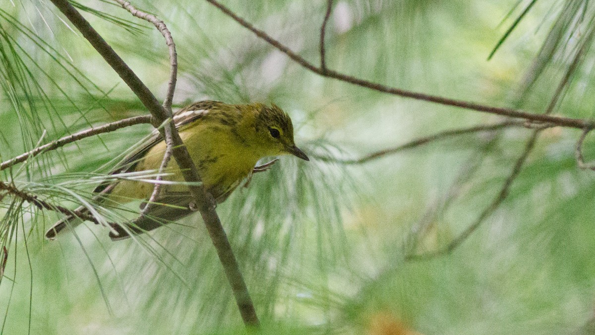 Bay-breasted Warbler - Fyn Kynd