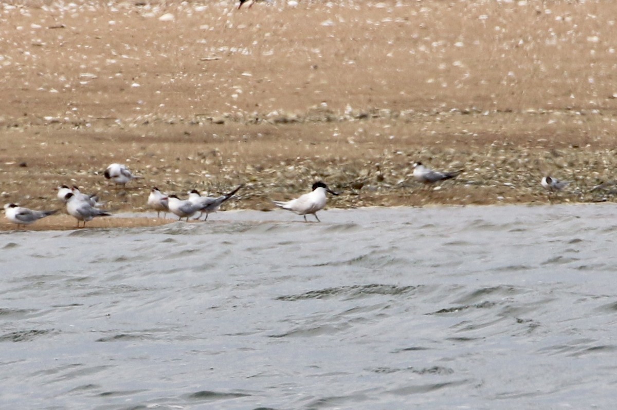 Sandwich Tern - ML111499711