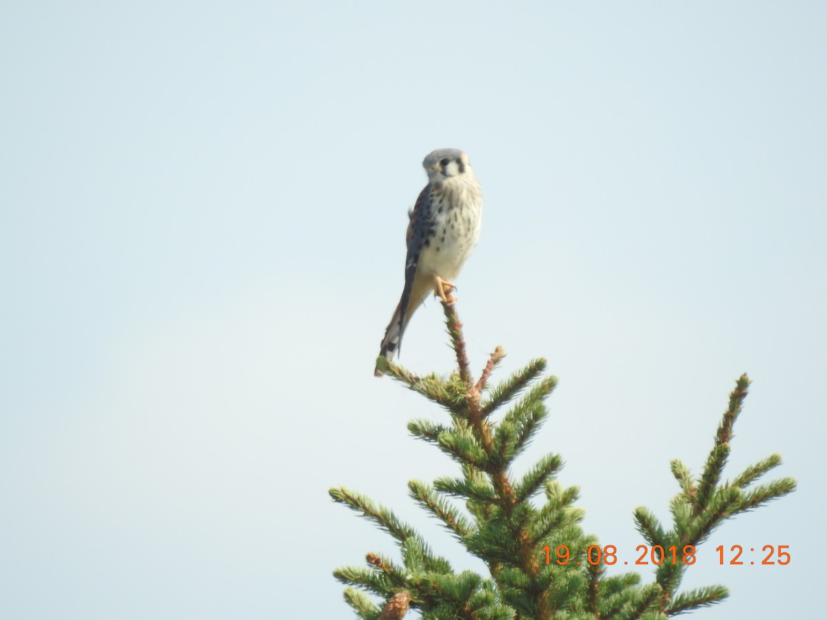 American Kestrel - ML111500231