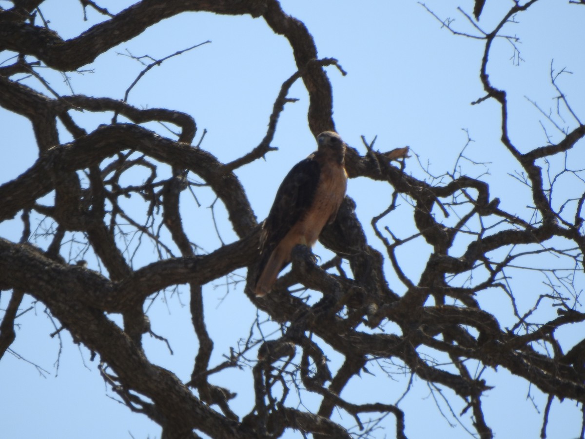 Red-tailed Hawk - ML111500841