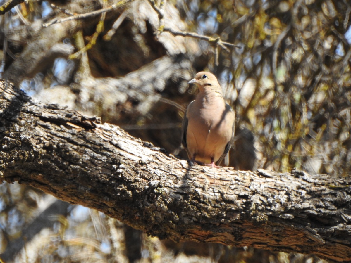 Mourning Dove - ML111501391