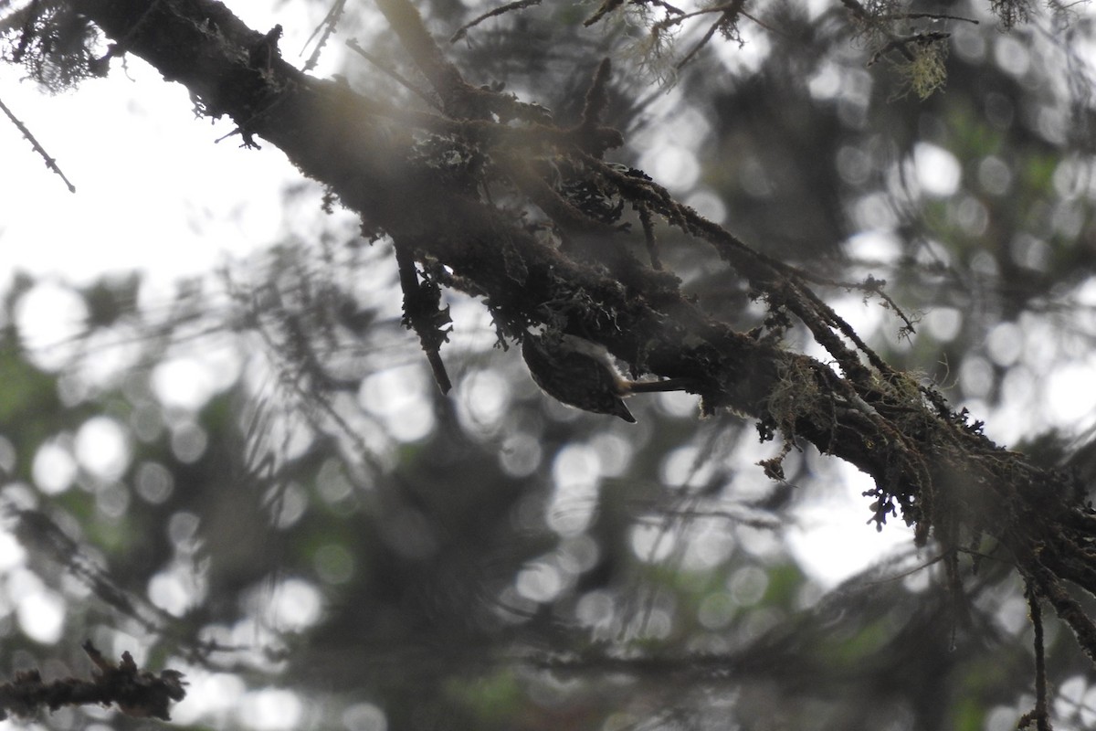 Brown Creeper - ML111501961