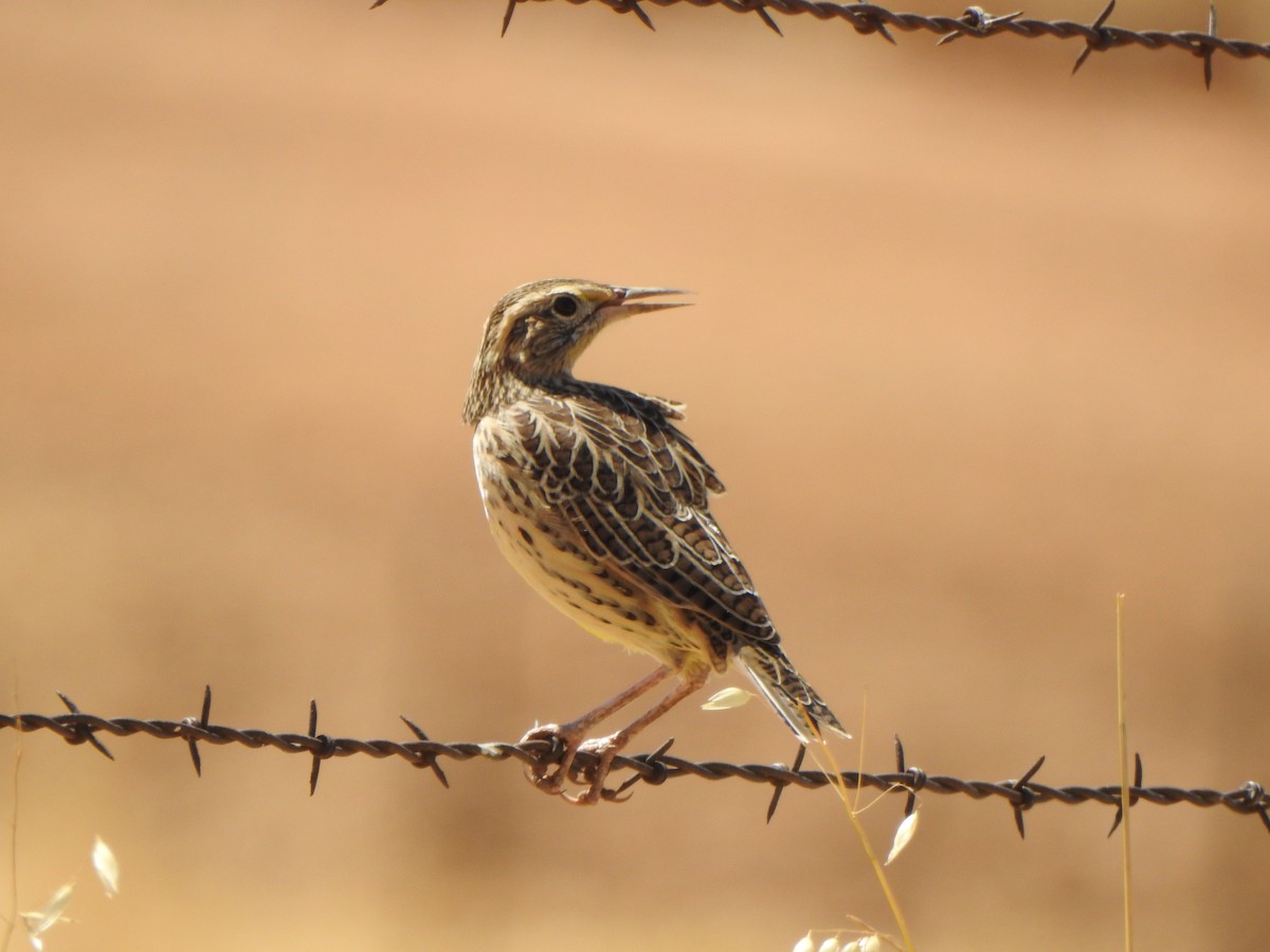 Western Meadowlark - ML111502571