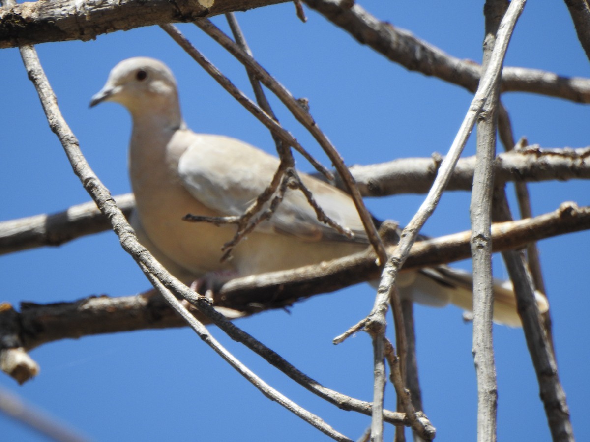 Eurasian Collared-Dove - ML111502851