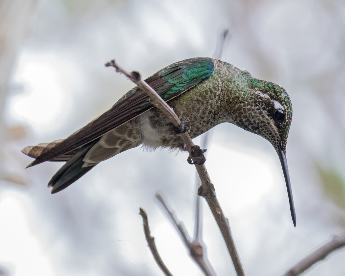 kolibřík skvostný - ML111503171