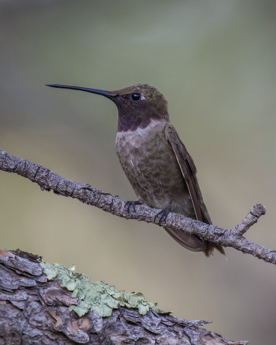 Black-chinned Hummingbird - Edward Plumer