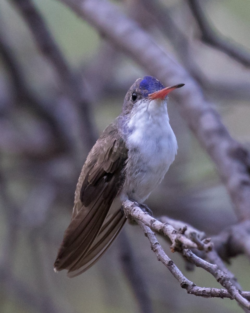 Violet-crowned Hummingbird - ML111503381