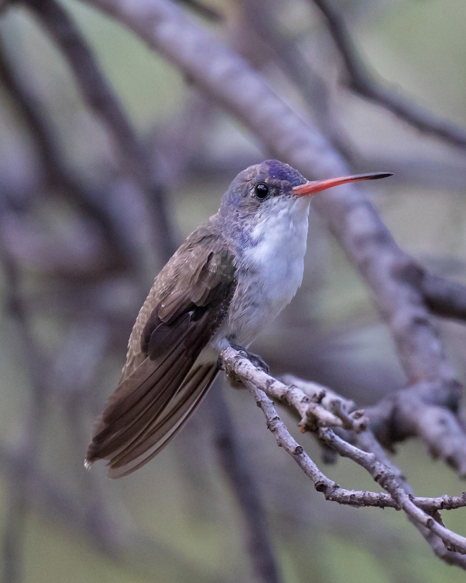 Violet-crowned Hummingbird - Edward Plumer