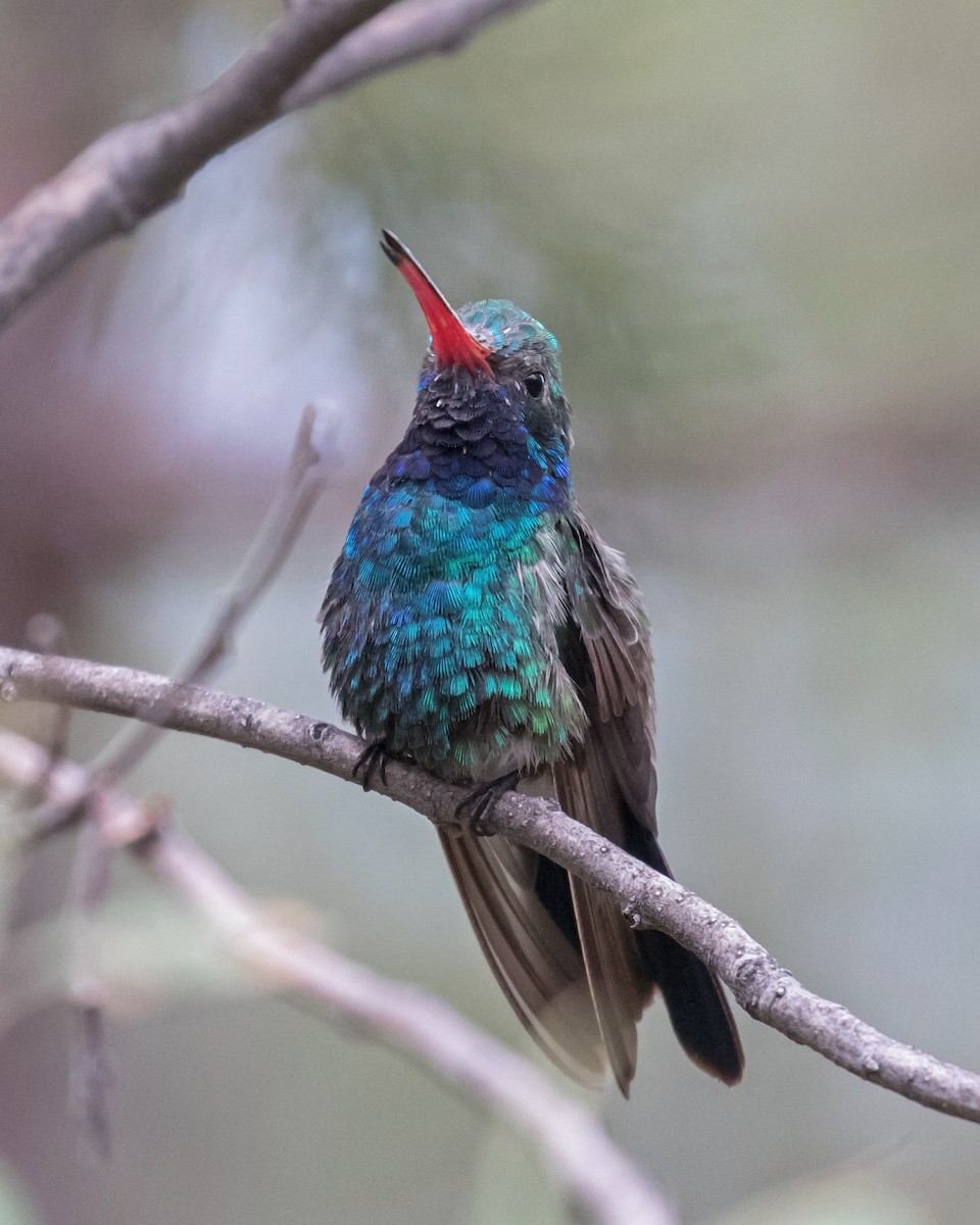 Broad-billed Hummingbird - ML111503471