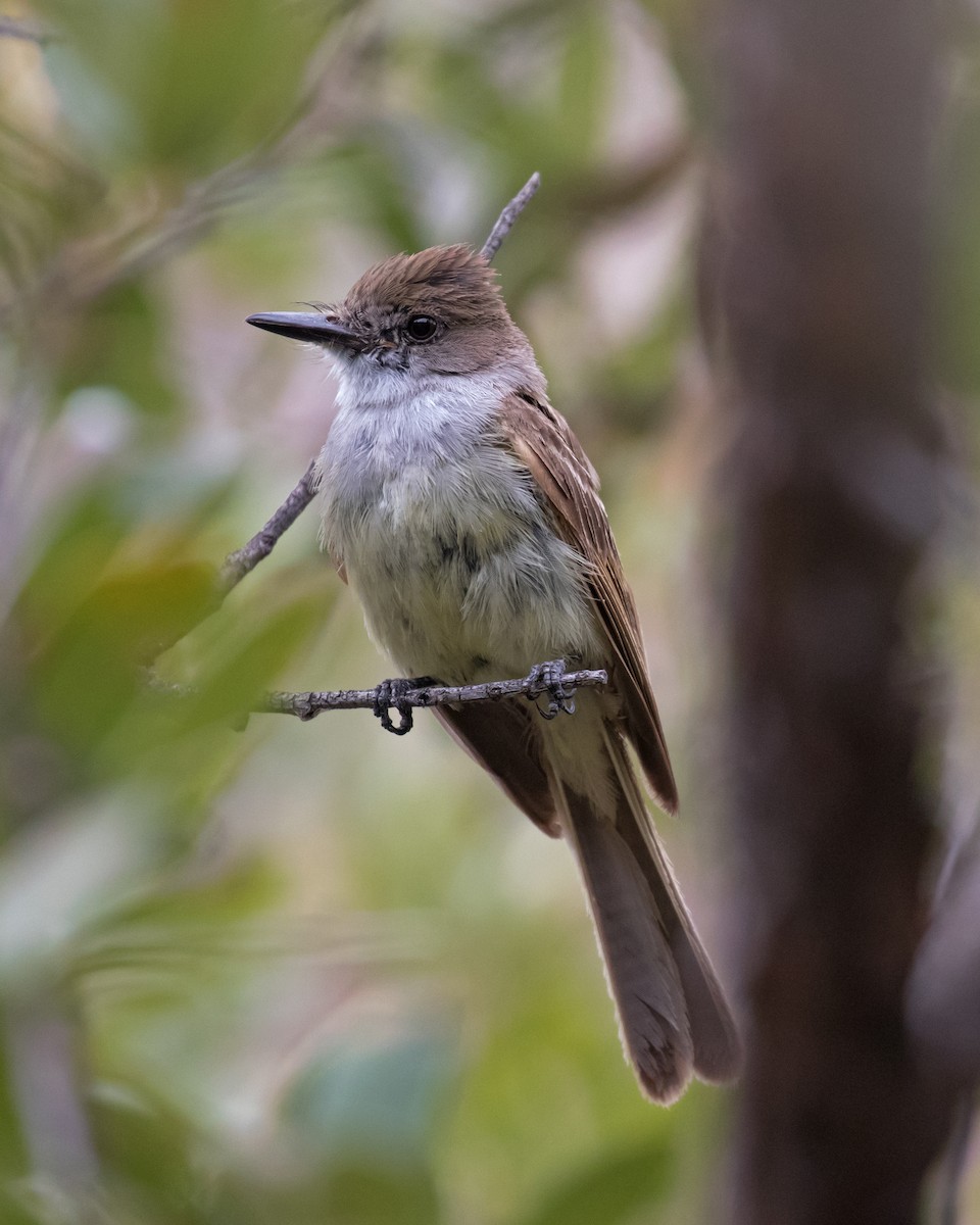 Dusky-capped Flycatcher - ML111504001