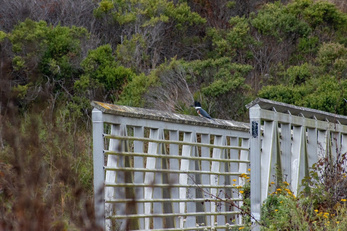 Belted Kingfisher - ML111508181