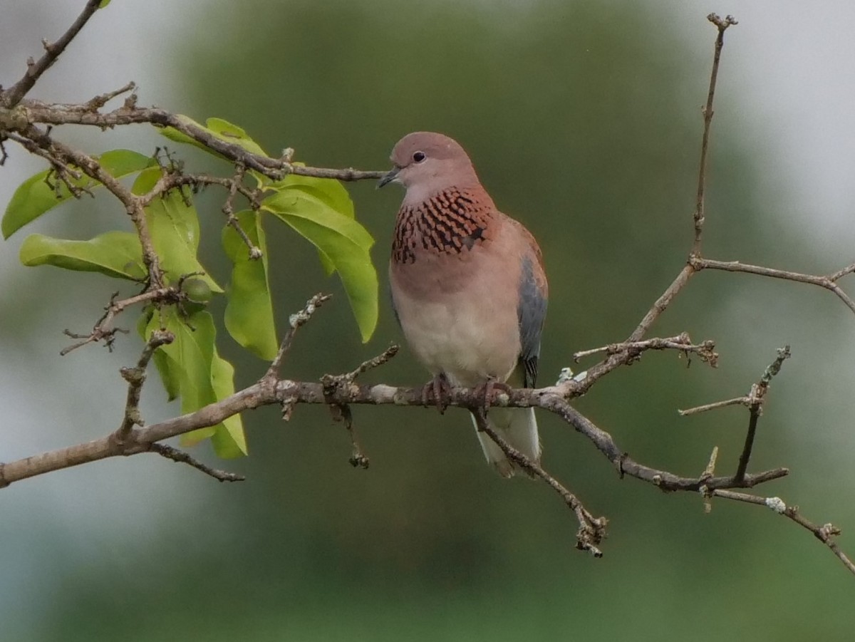 Laughing Dove - ML111509671