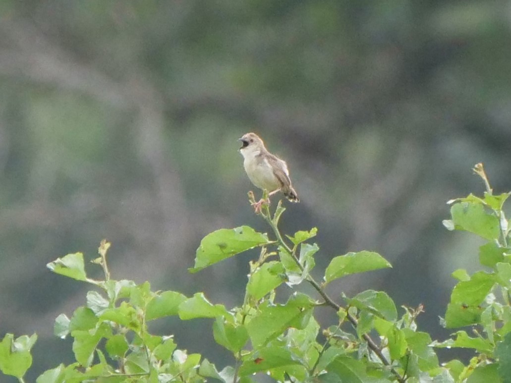 Croaking Cisticola - ML111510121