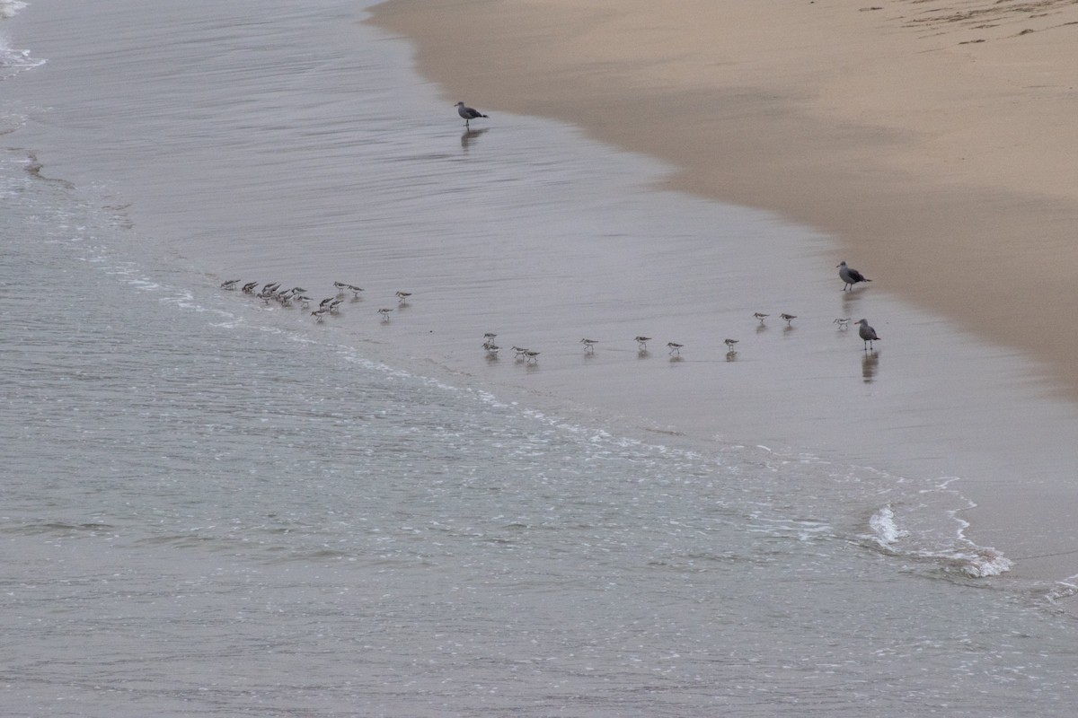 Semipalmated Plover - ML111510591