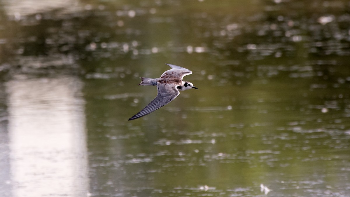 Black Tern - ML111510621