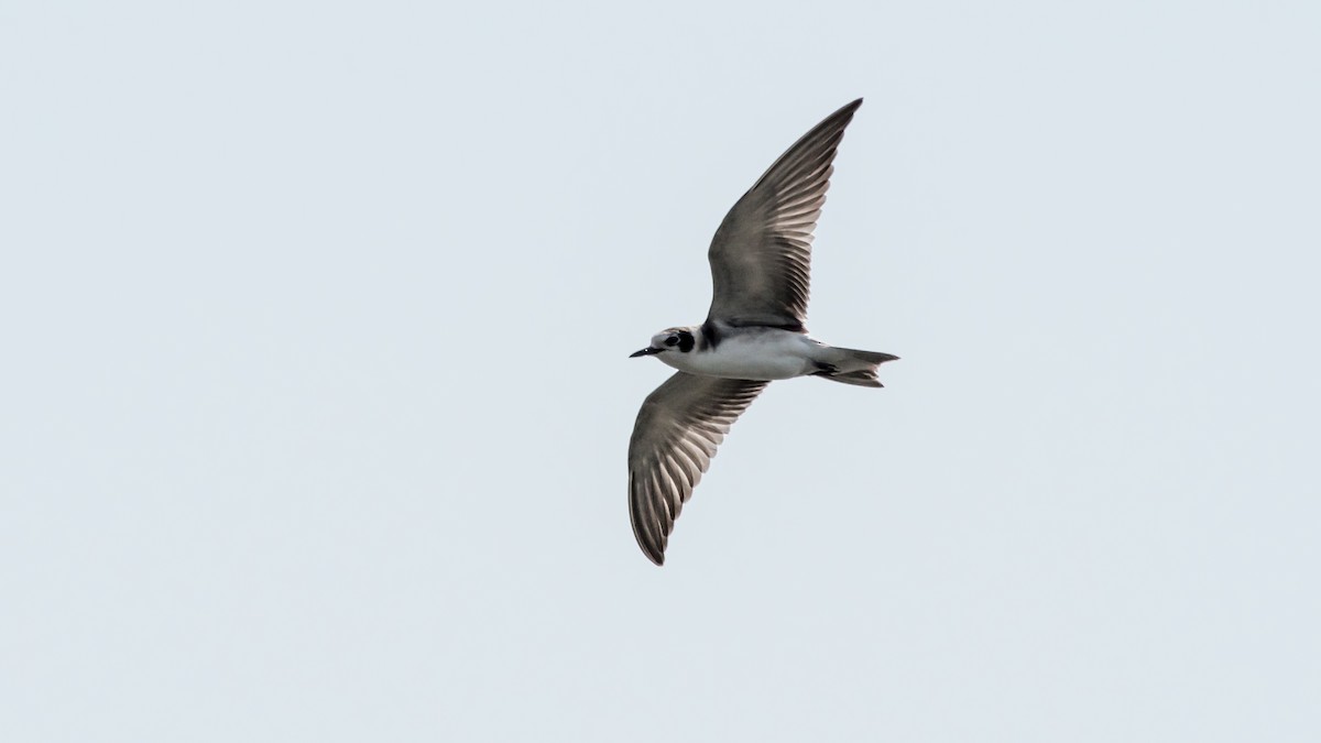 Black Tern - ML111510631