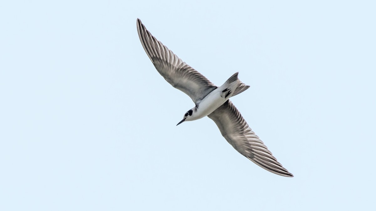 Black Tern - ML111510651