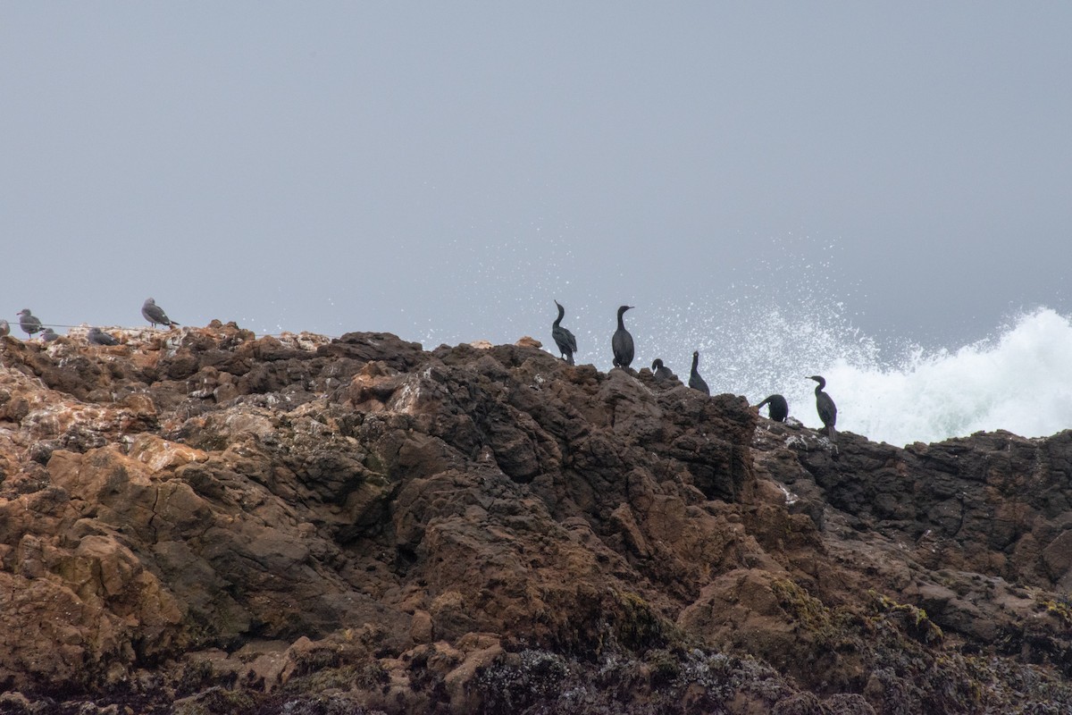 Cormorán Orejudo - ML111511111