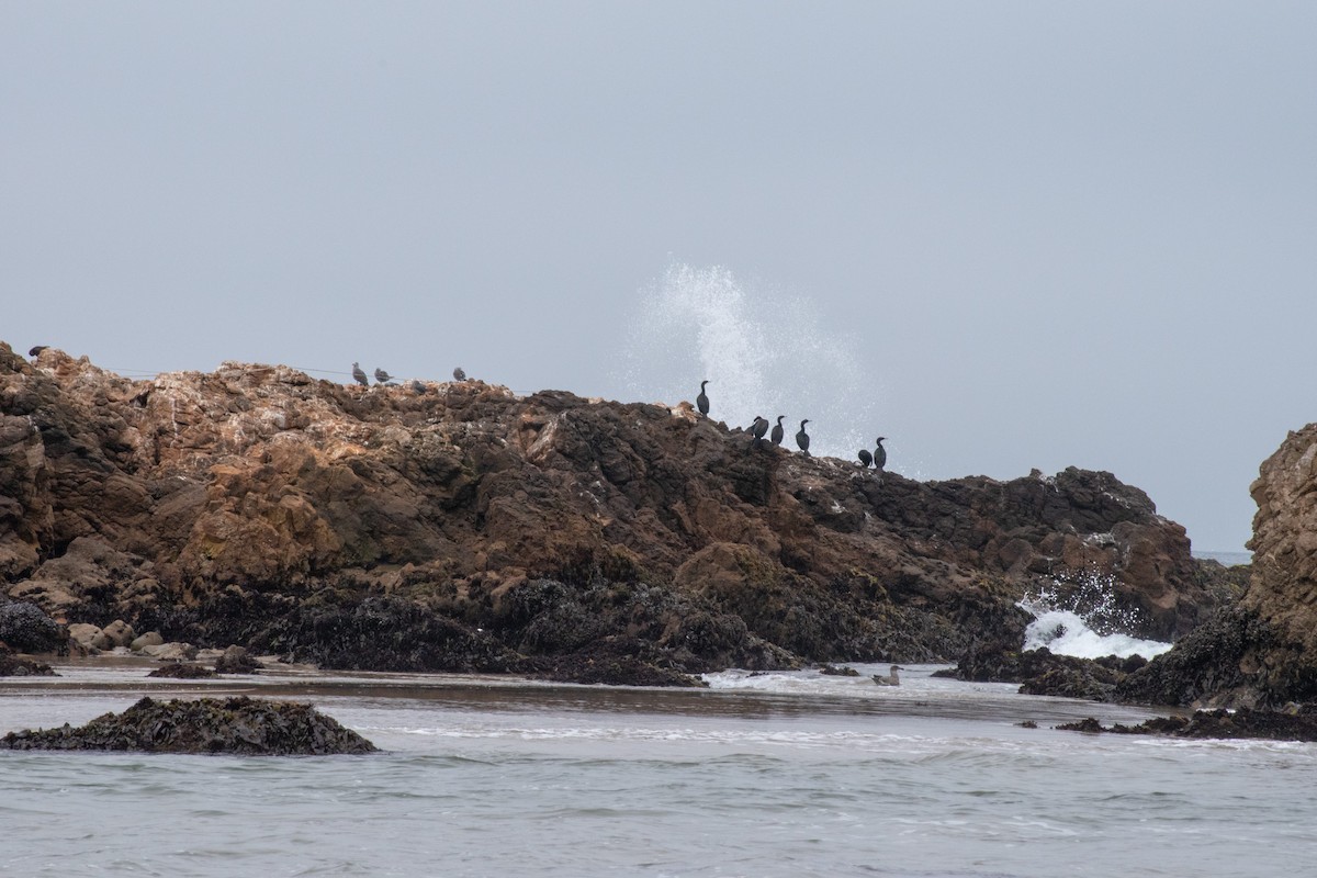 Cormorán Orejudo - ML111511121