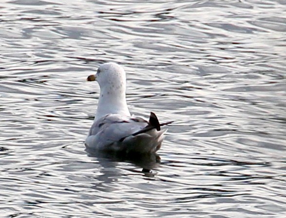 Gaviota Argéntea (americana) - ML111511211