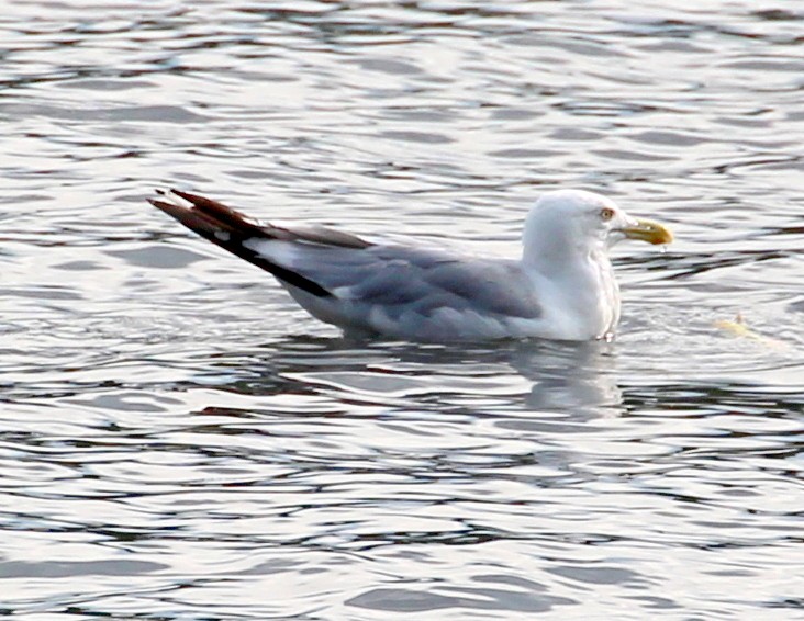 Gaviota Argéntea (americana) - ML111511221