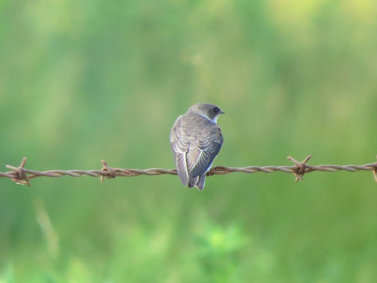 Bank Swallow - ML111511781