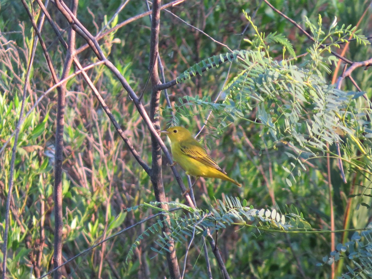 Paruline jaune - ML111511981