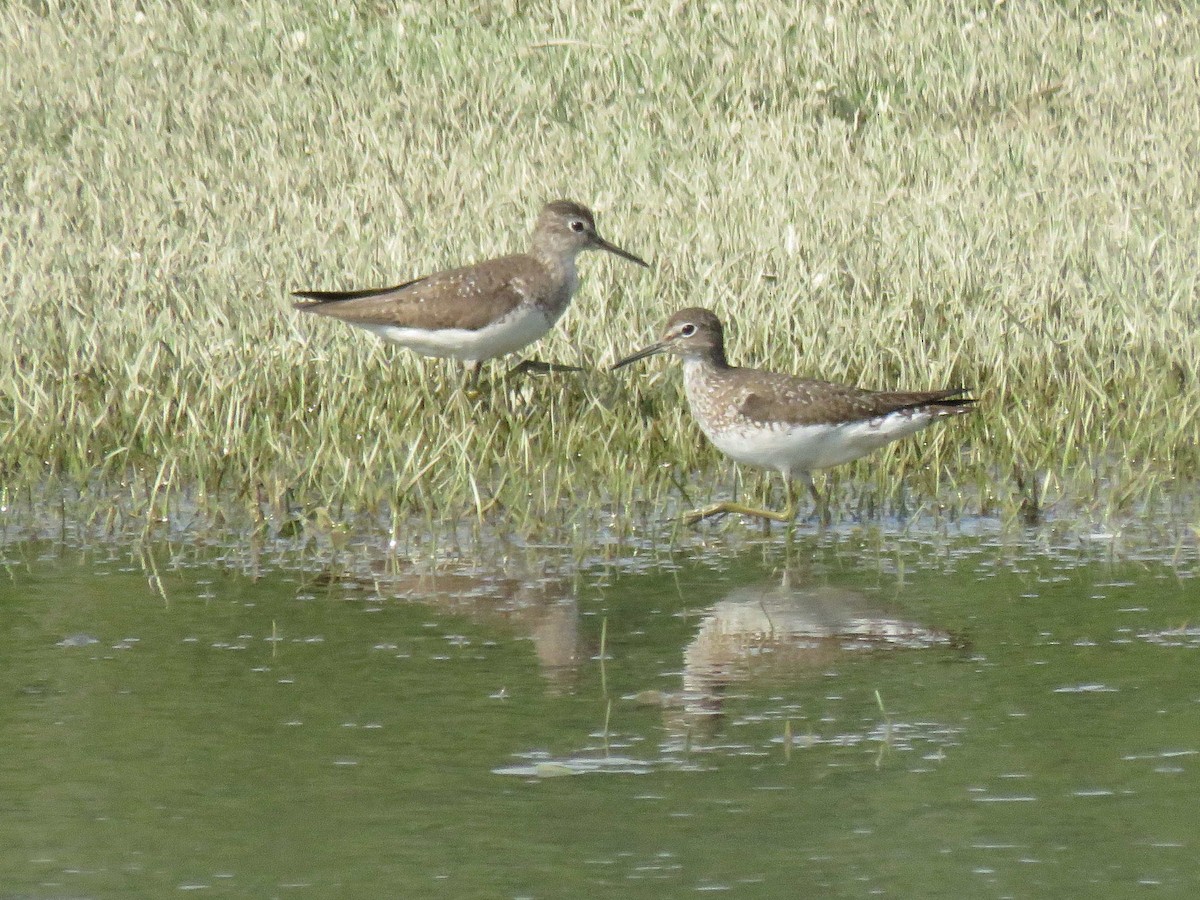 Solitary Sandpiper - ML111513061