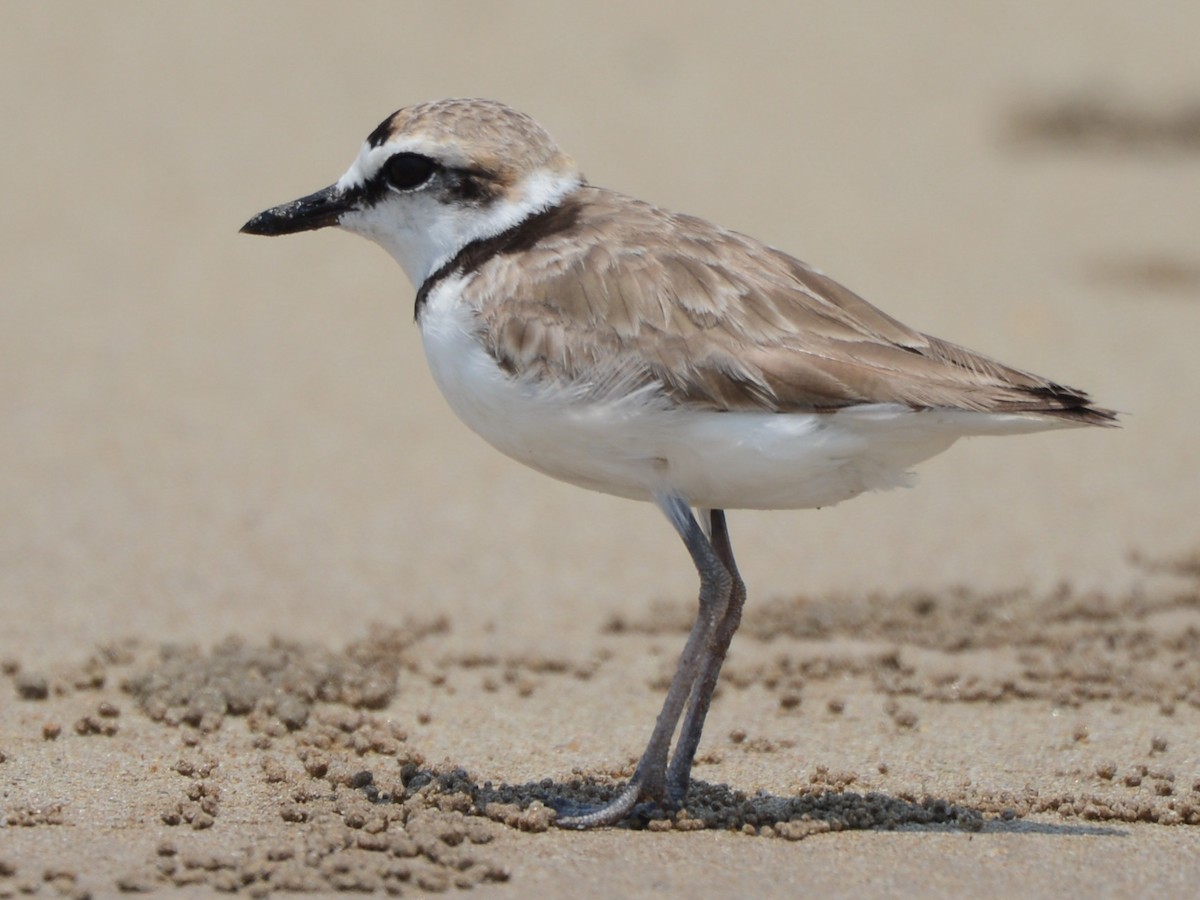 Malaysian Plover - Anthony Wong