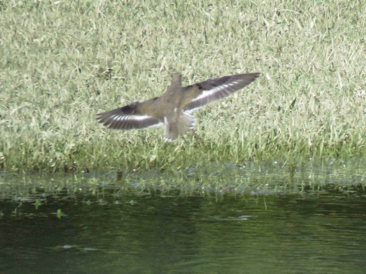 Spotted Sandpiper - ML111513231