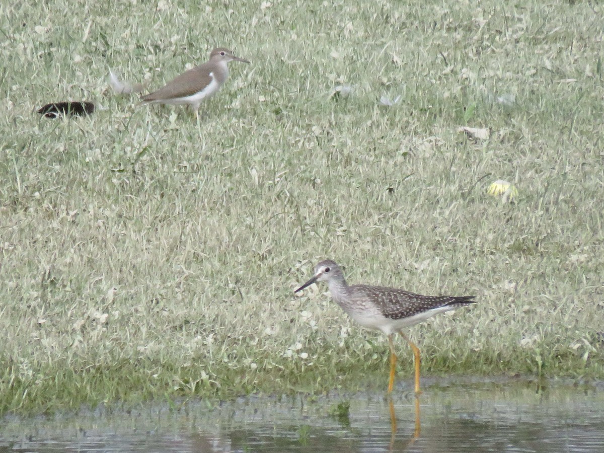 Spotted Sandpiper - ML111513241