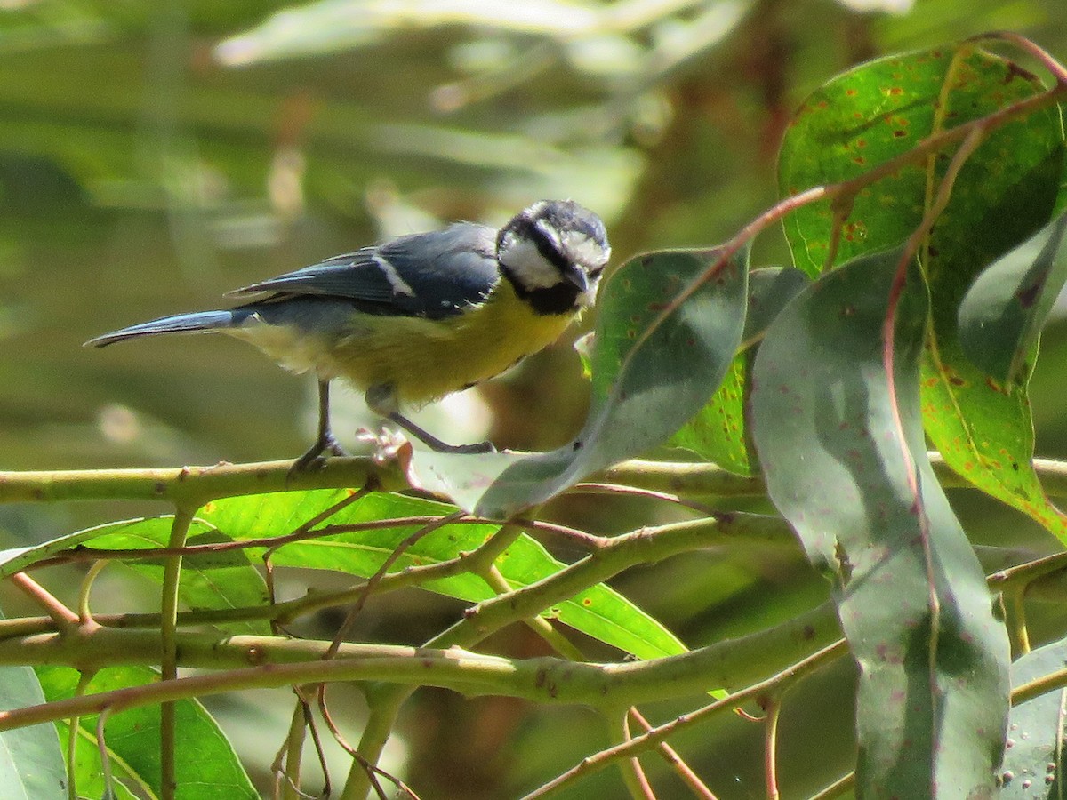 Mésange nord-africaine - ML111513681