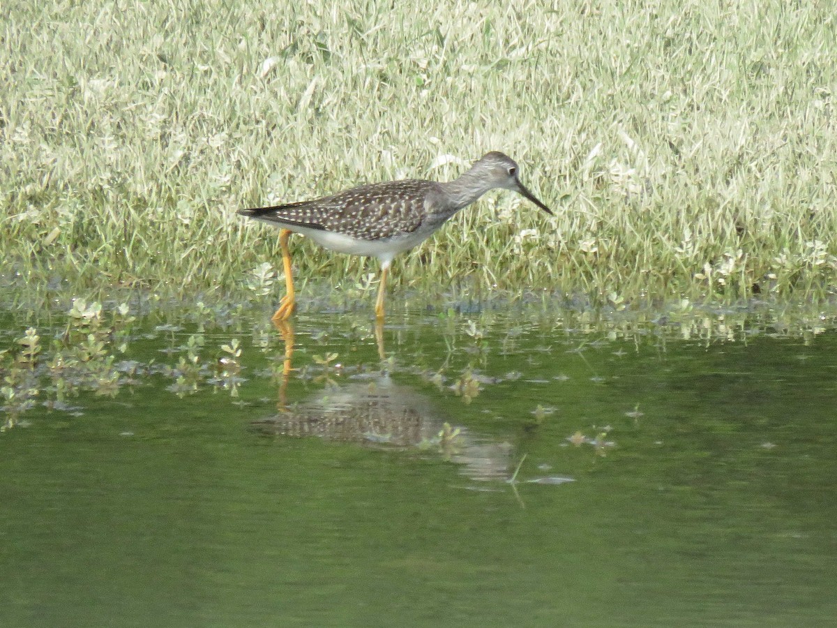 Lesser Yellowlegs - ML111513711