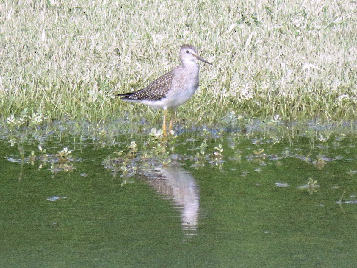 Lesser Yellowlegs - ML111513741