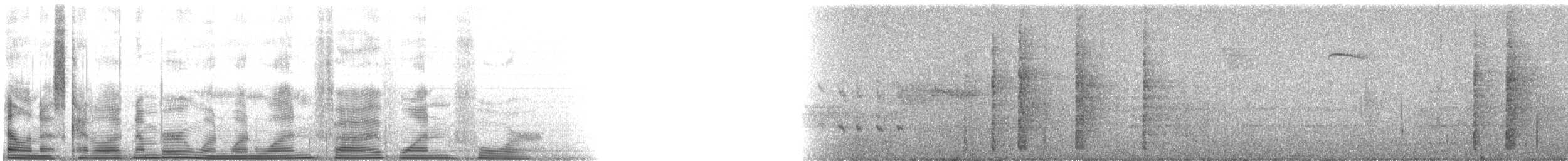 Beyaz Belli Şama [malabaricus grubu] - ML111514