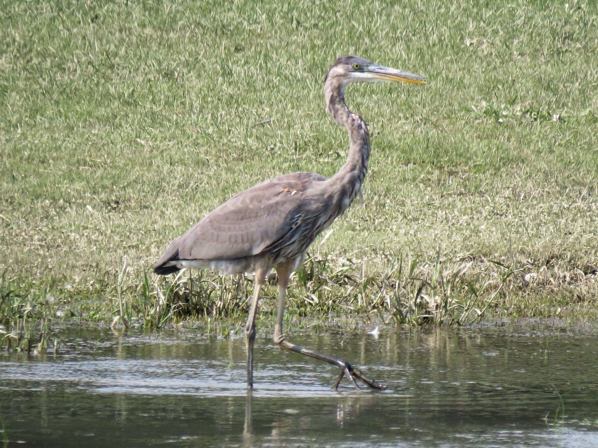 Great Blue Heron - ML111514001