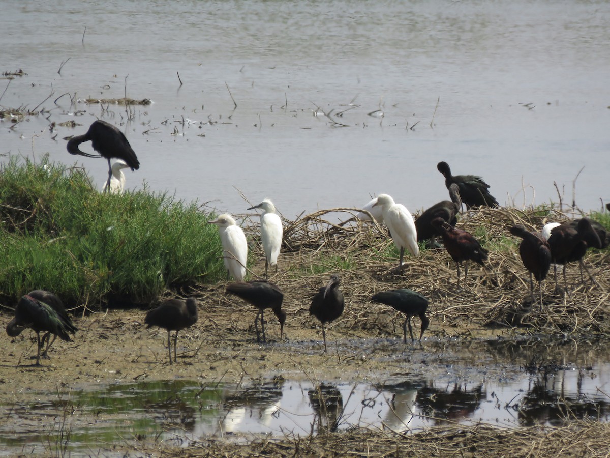 ibis hnědý - ML111514221