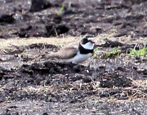 Semipalmated Plover - ML111514411