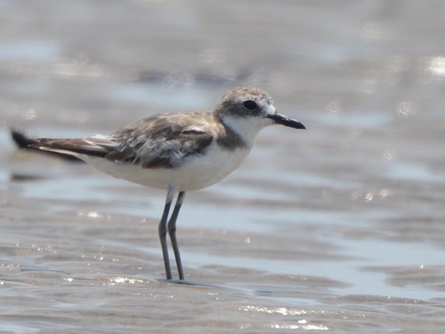 Greater Sand-Plover - Anthony Wong