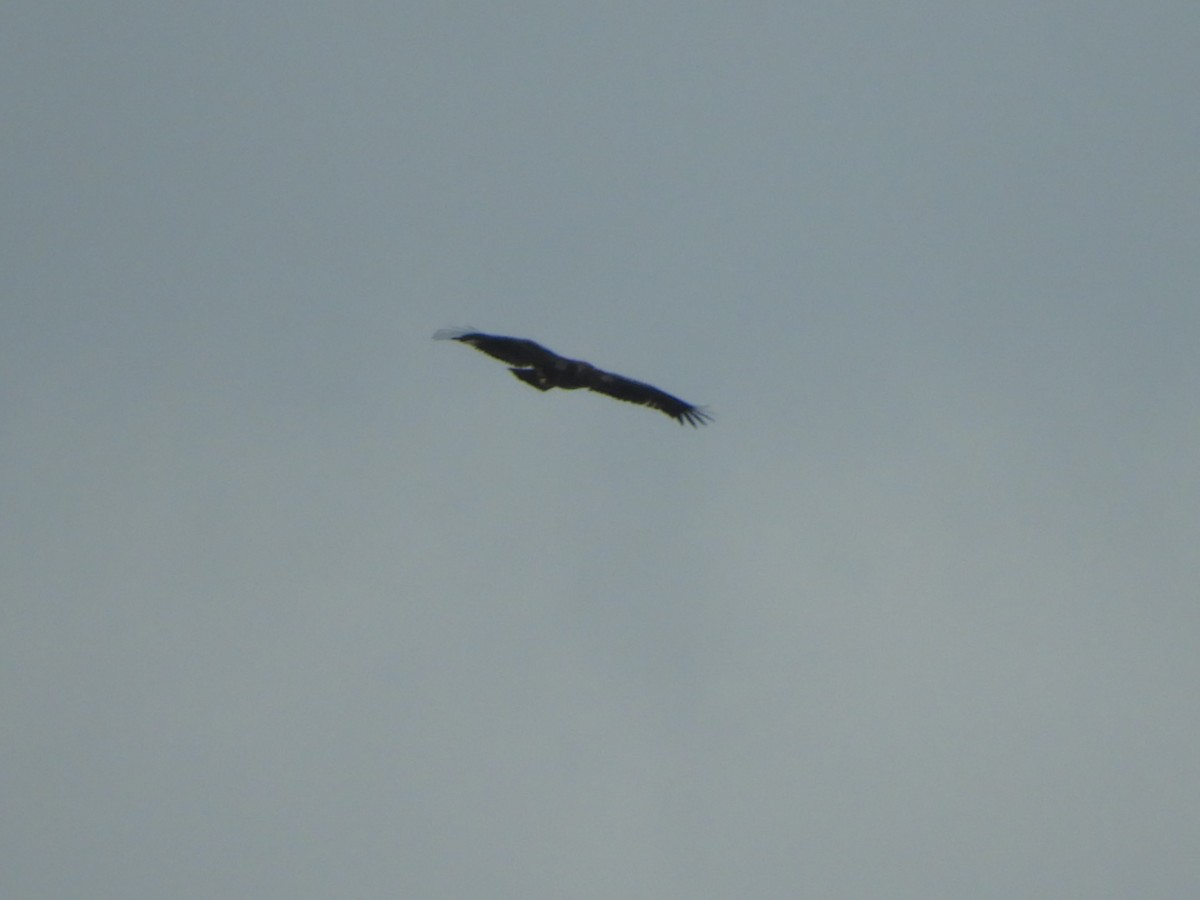 Bald Eagle - ML111515421