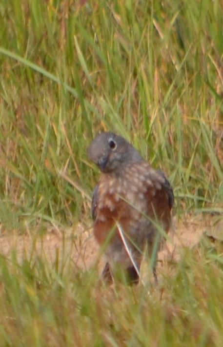 Blaukehl-Hüttensänger - ML111516161