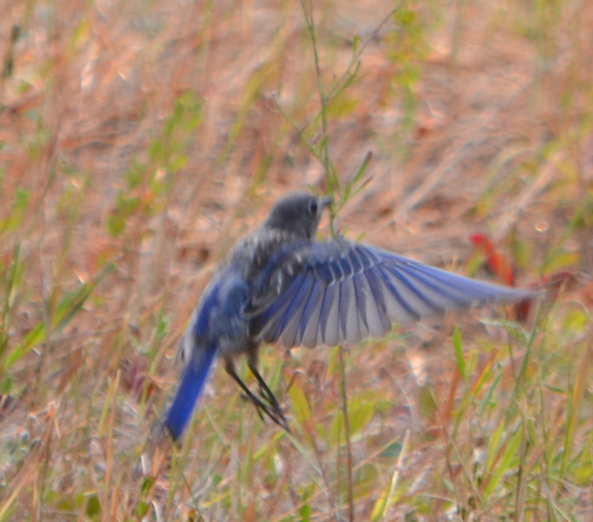 Blaukehl-Hüttensänger - ML111516631