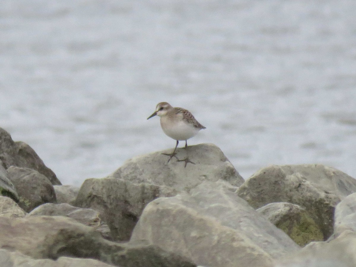 Semipalmated Sandpiper - ML111516811