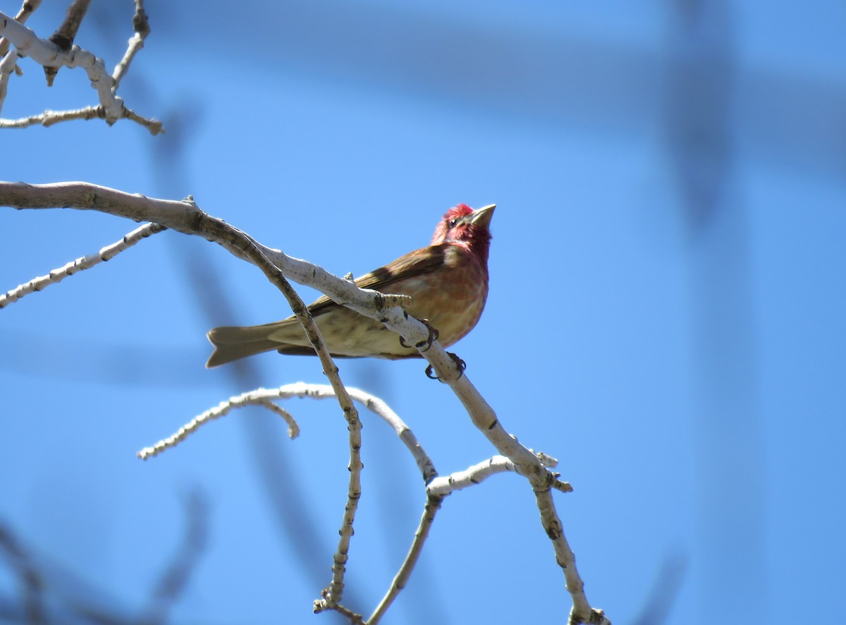 Cassin's Finch - ML111517921