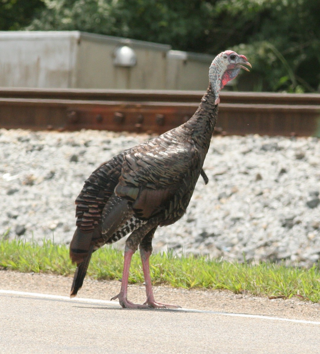 Wild Turkey - Matthew Bowman