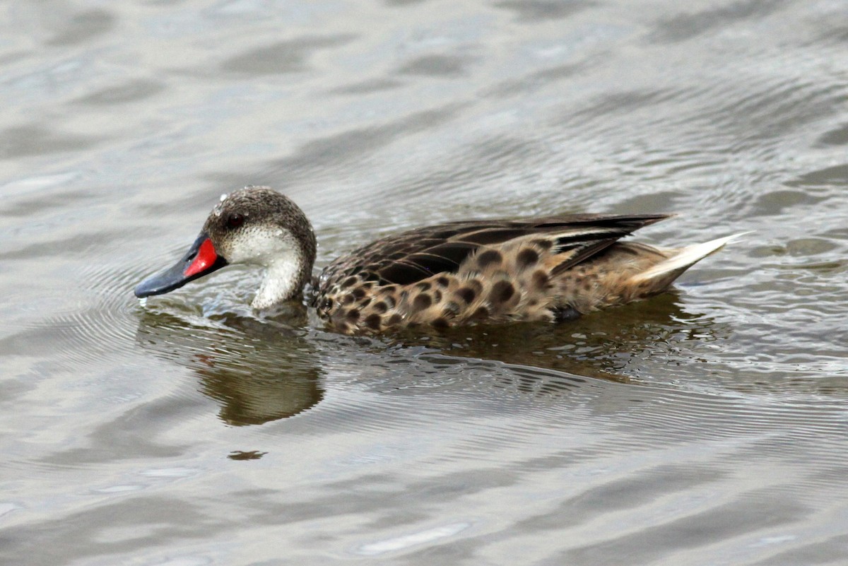 White-cheeked Pintail - Ken Oeser