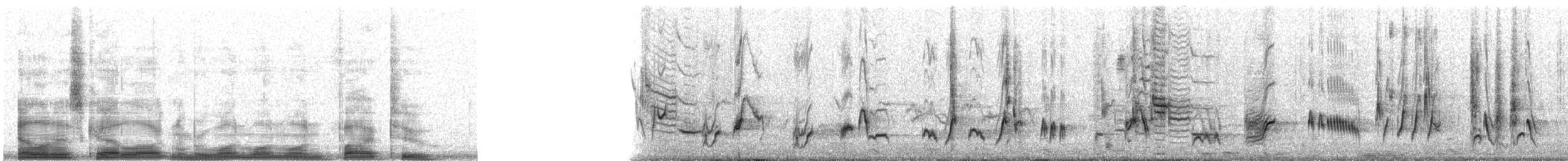 Curve-billed Thrasher - ML11152